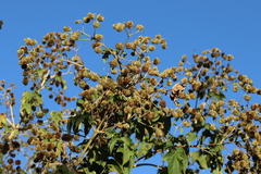 Montanoa bipinnatifida