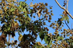 Montanoa bipinnatifida