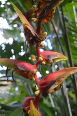 Heliconia platystachys