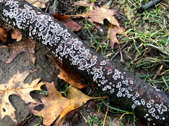 Peniophora albobadia