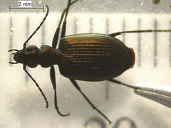 Actenonyx bembidioides