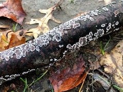 Peniophora albobadia