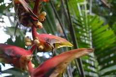 Heliconia platystachys