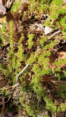 Selaginella wallacei
