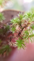 Selaginella wallacei