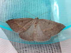 Nearcha tristificata