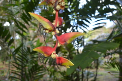 Heliconia platystachys