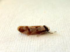 Palimmeces variegata
