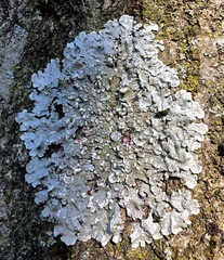Crespoa crozalsiana