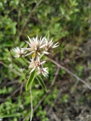 Alternanthera echinocephala