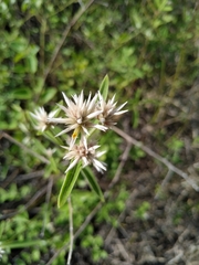 Alternanthera echinocephala