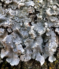 Crespoa crozalsiana