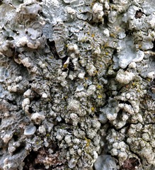 Crespoa crozalsiana