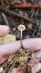 Mycetinis copelandii