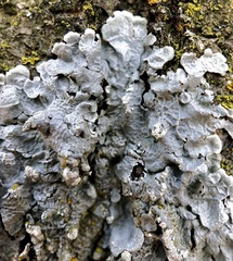 Crespoa crozalsiana