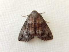 Dysbatus stenodesma