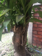 Dracaena fragrans