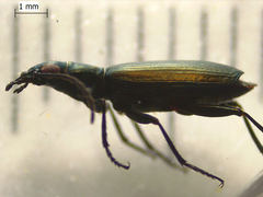 Actenonyx bembidioides