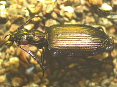 Actenonyx bembidioides