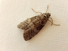 Corula geometroides