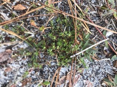 Pyxidanthera barbulata