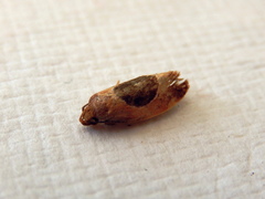 Hoplomorpha abalienella