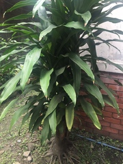 Dracaena fragrans