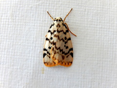 Hectobrocha pentacyma