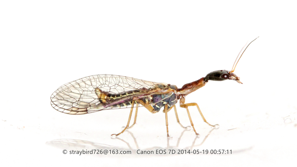 Raphidillina