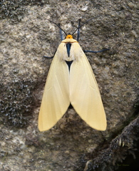 Selenarctia pseudelissa