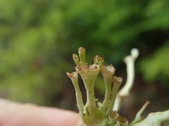 Cladonia ecmocyna