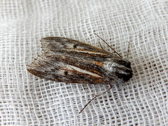 Capusa cuculloides