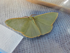 Chlorocoma assimilis
