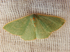 Prasinocyma semicrocea