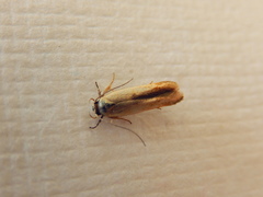 Stathmopoda liporrhoa