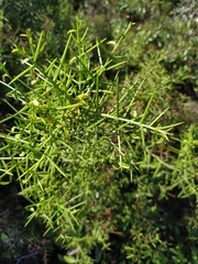 Scutia spicata pauciflora