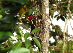 Dryocopus lineatus