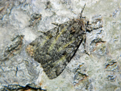 Anaplectoides