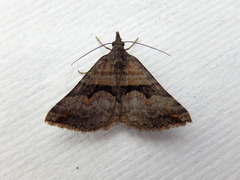 Dichromodes triparata