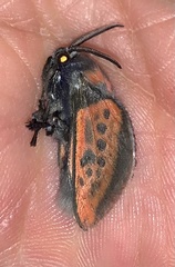 Edebessa nigropuncta