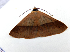 Ophyx ochroptera