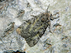 Anaplectoides