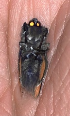 Edebessa nigropuncta