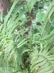Pteris vittata