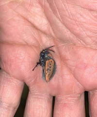 Edebessa nigropuncta