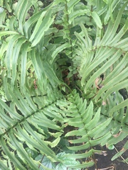 Pteris vittata