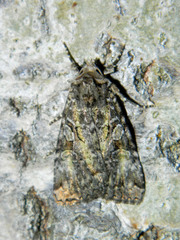 Anaplectoides