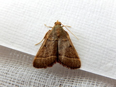 Hypsopygia decoloralis