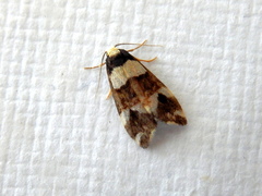 Thallarcha phalarota