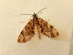 Sauris lichenias